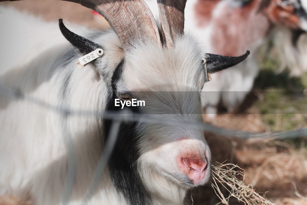 Close-up portrait of goat