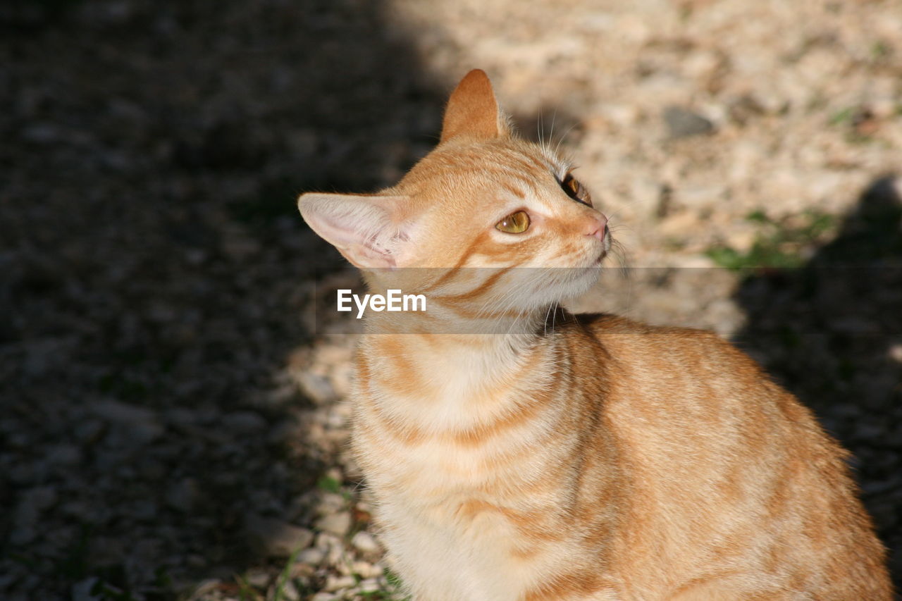 HIGH ANGLE VIEW OF CAT LOOKING AWAY ON FIELD