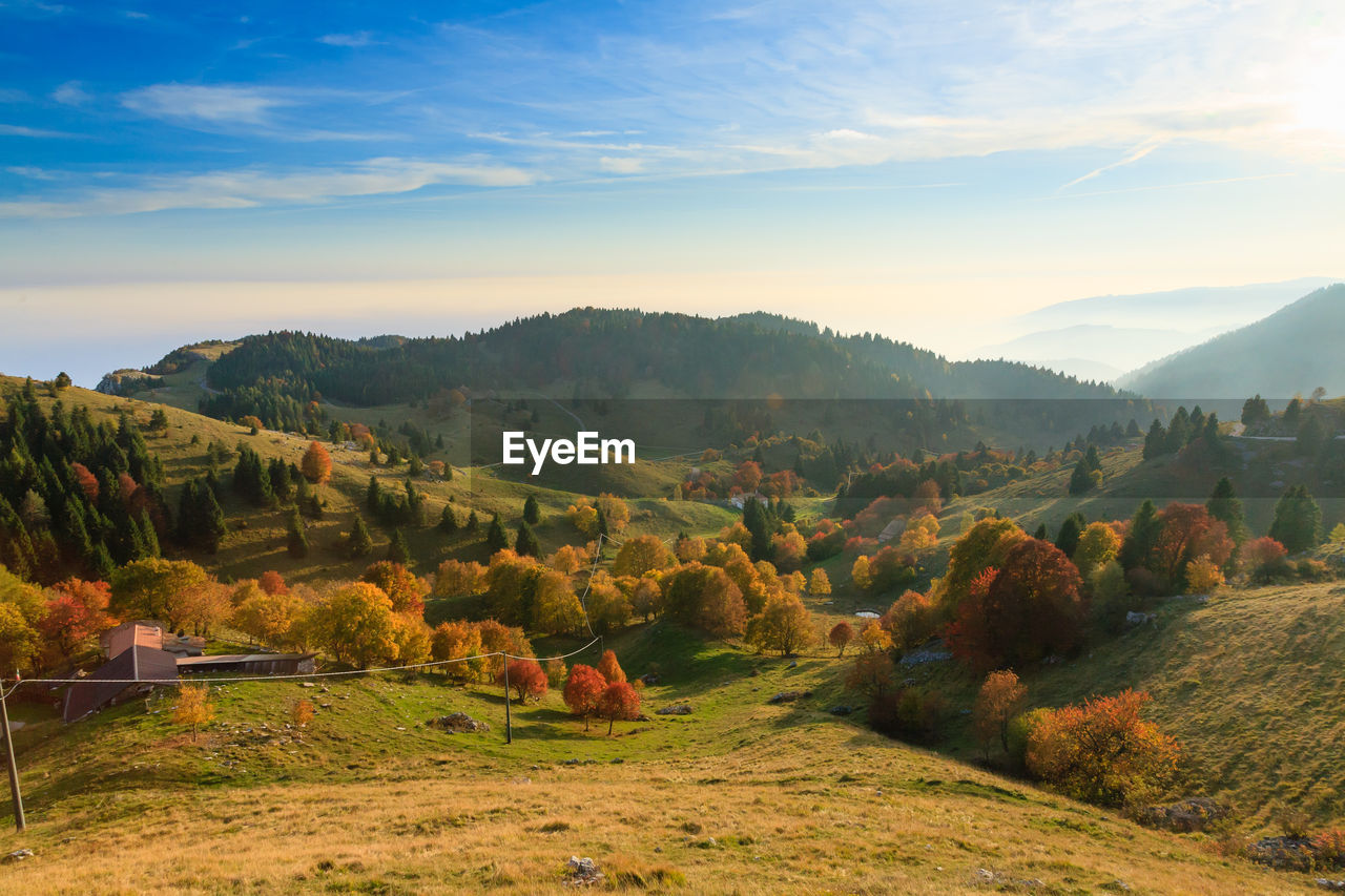 Scenic view of trees on field against sky