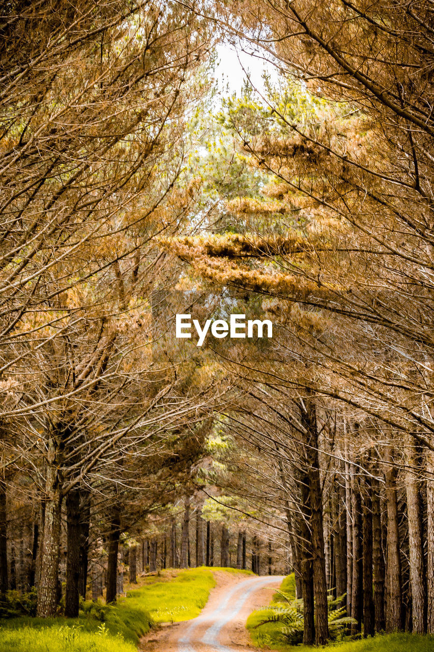 Dirt road amidst trees during autumn