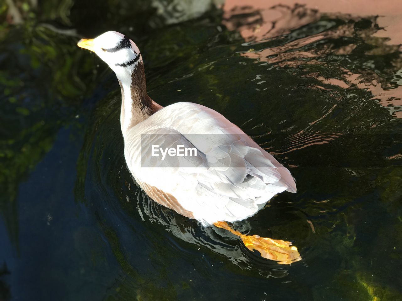 CLOSE-UP OF DUCK SWIMMING ON LAKE