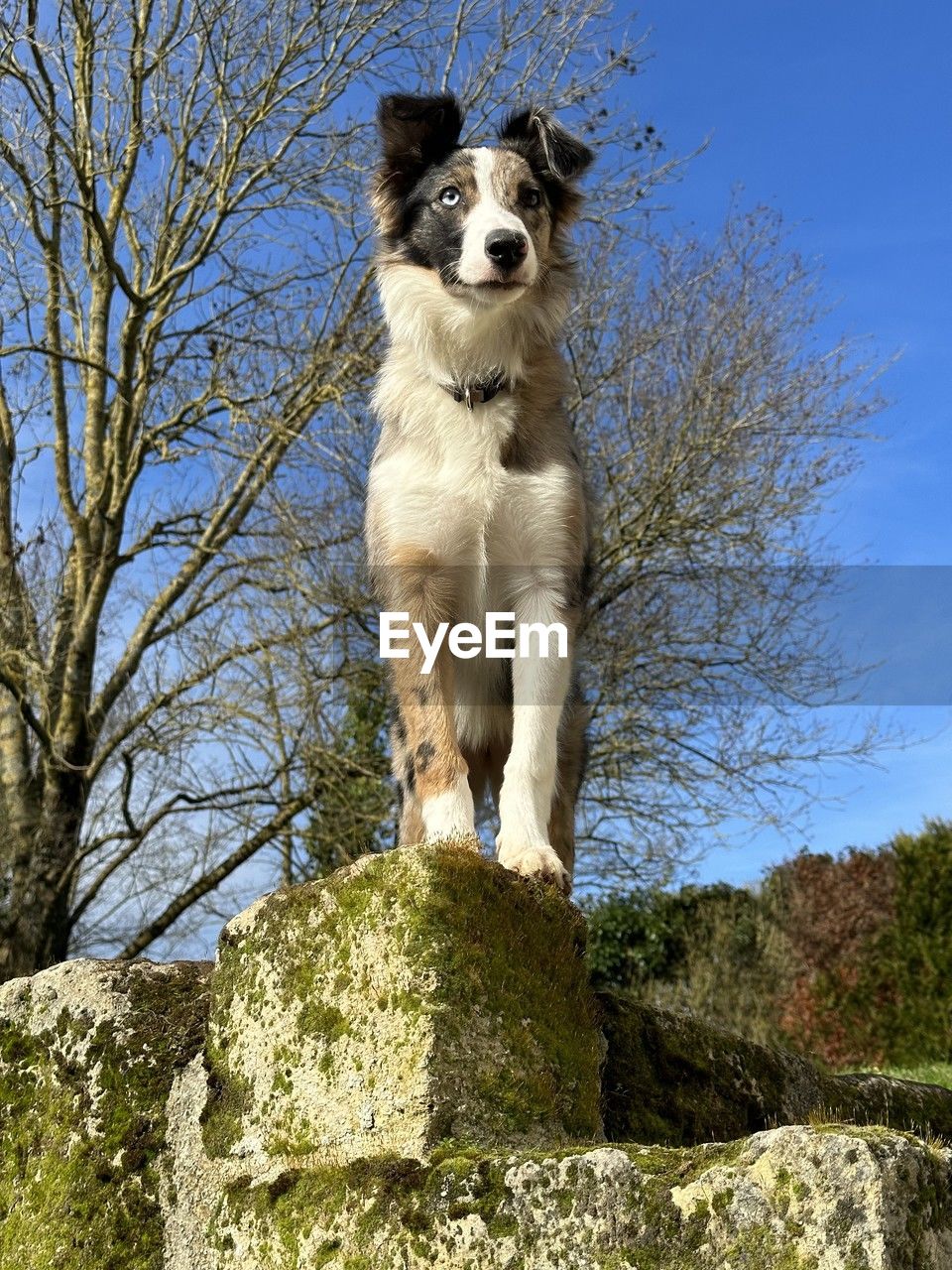 one animal, animal themes, mammal, animal, dog, pet, domestic animals, canine, tree, plant, sky, no people, nature, low angle view, carnivore, day, rock, clear sky, border collie, portrait, blue, outdoors, sunlight