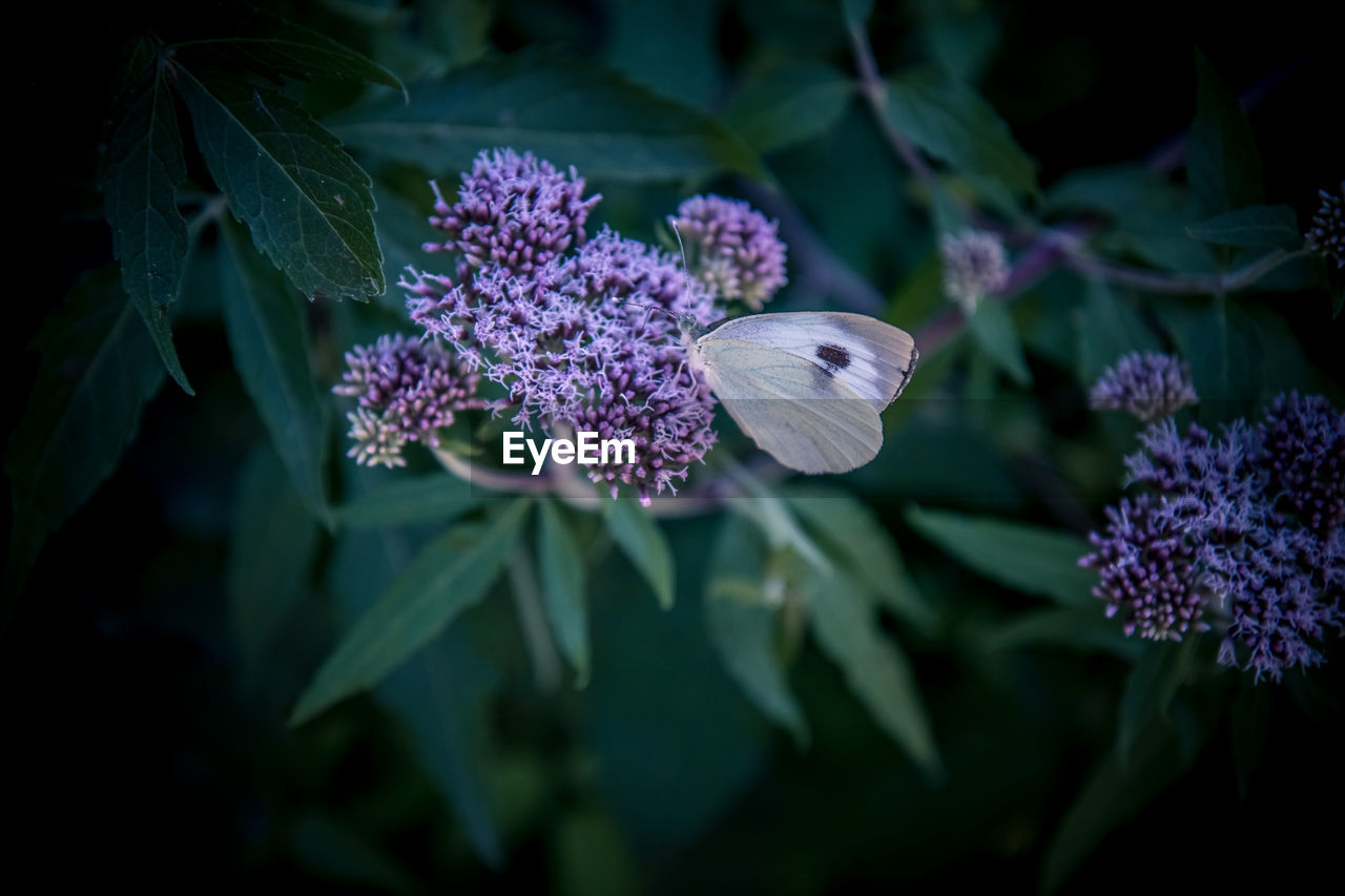 CLOSE-UP OF BUTTERFLY ON PURPLE FLOWER