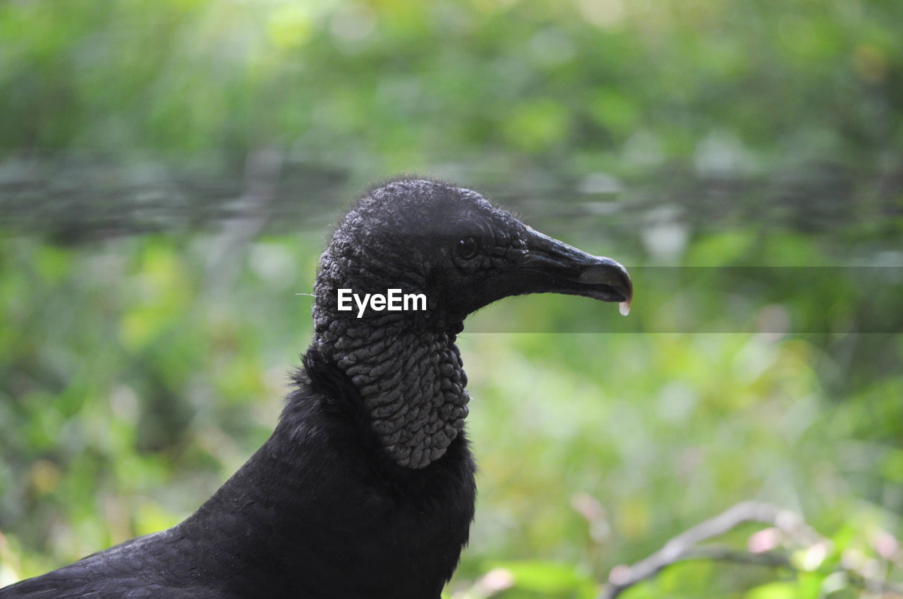 Close-up of black bird on tree