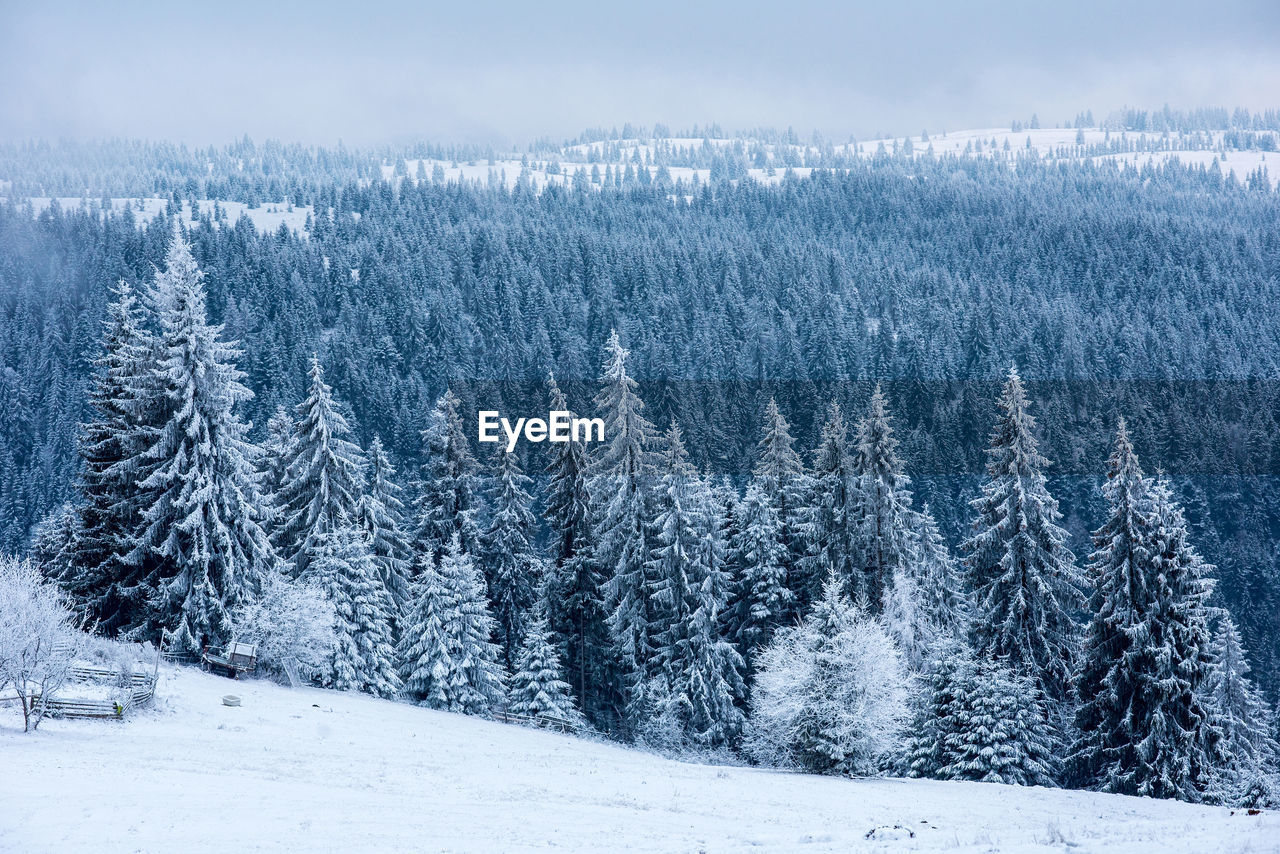 Scenic view of pine trees in forest during winter