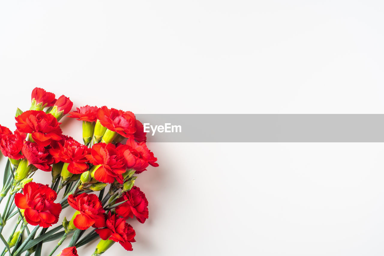 CLOSE-UP OF RED FLOWERS AGAINST WHITE BACKGROUND