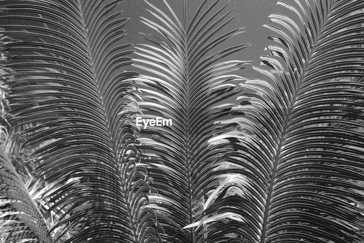 black and white, monochrome, no people, monochrome photography, palm tree, tree, full frame, pattern, leaf, growth, backgrounds, branch, nature, plant, palm leaf, tropical climate, plant part, line, outdoors, beauty in nature, day, close-up, low angle view