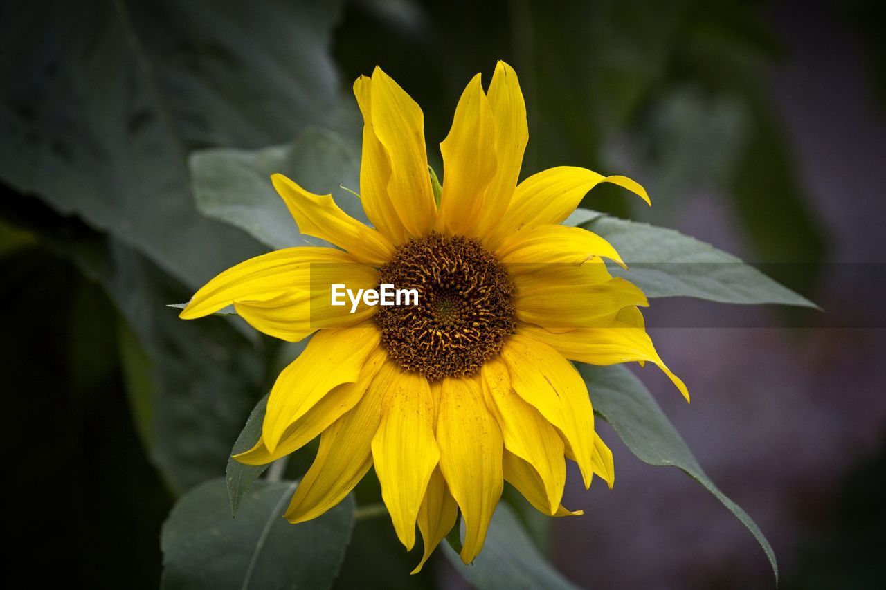 Close-up of yellow sunflower