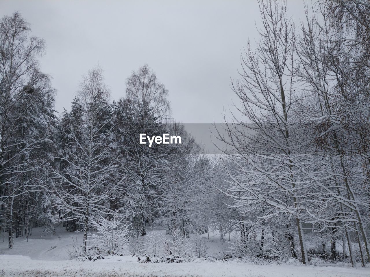 Bare trees on snow covered landscape