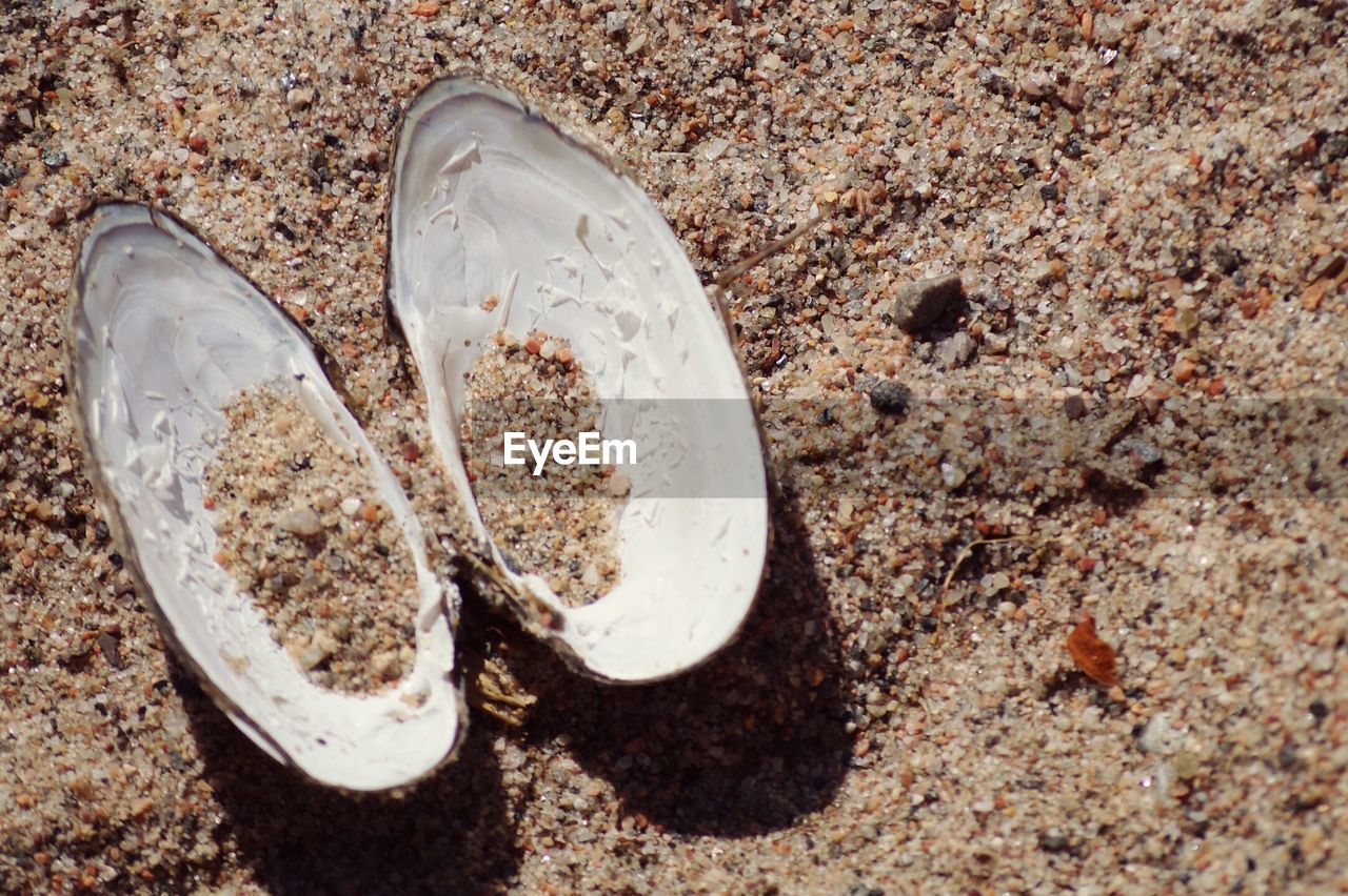 High angle view of seashells on sandy beach during sunny day