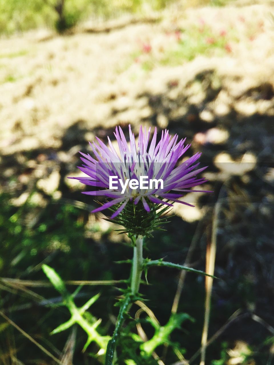 CLOSE-UP OF THISTLE BLOOMING ON FIELD