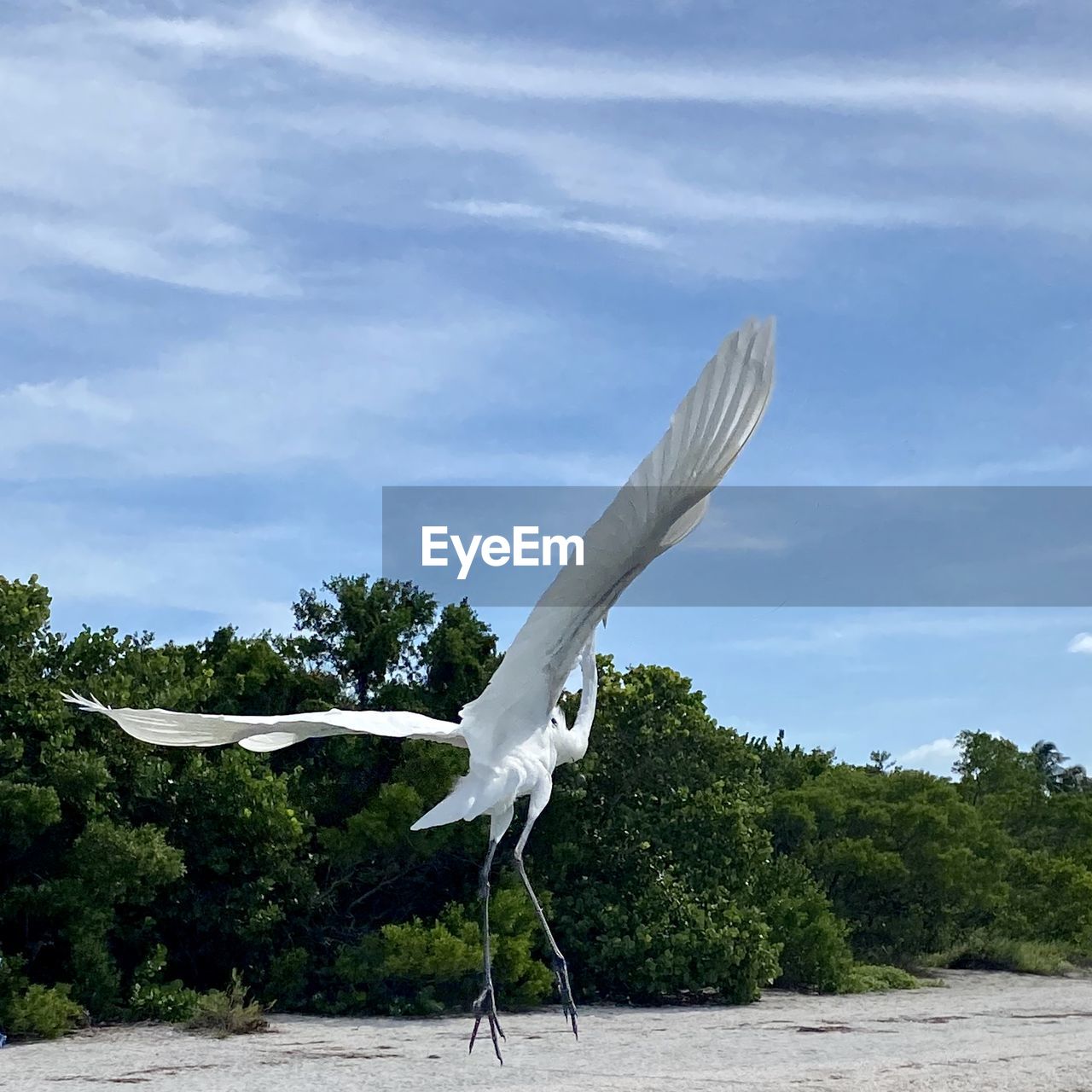 White bird flying against sky