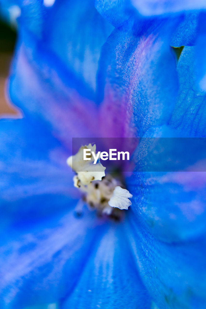 Close-up of blue flower blooming outdoors