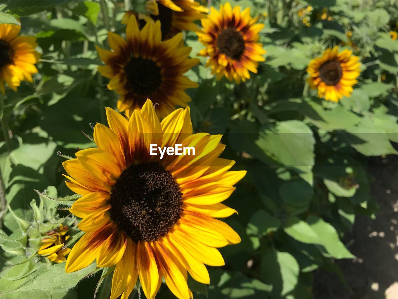 Close-up of sunflower