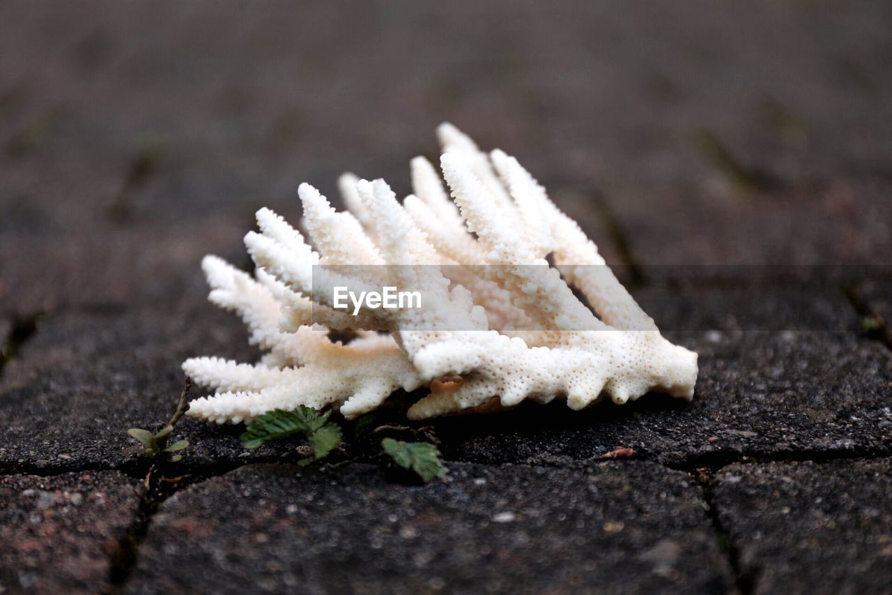Close-up of snow on field