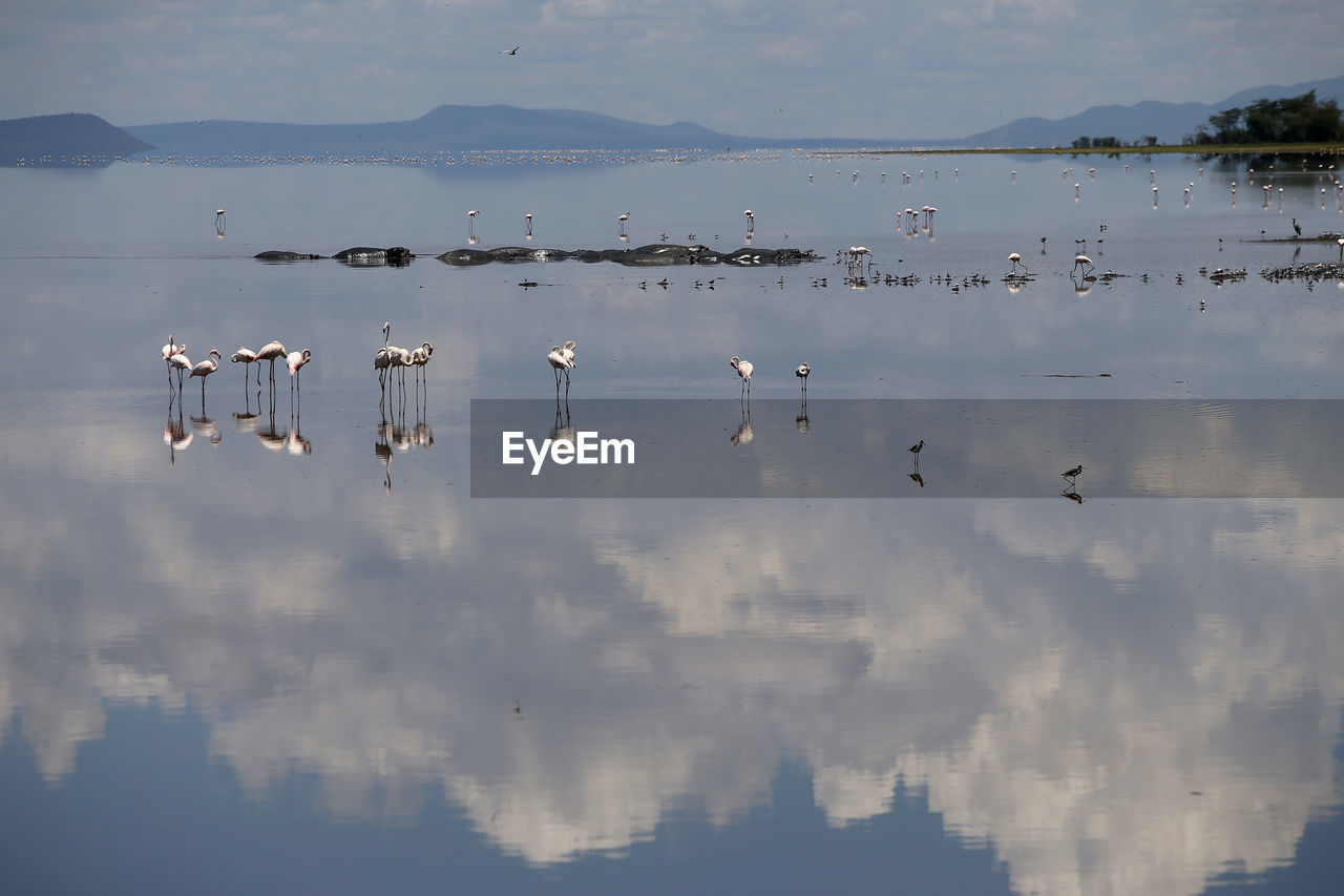 BIRDS FLYING OVER LAKE