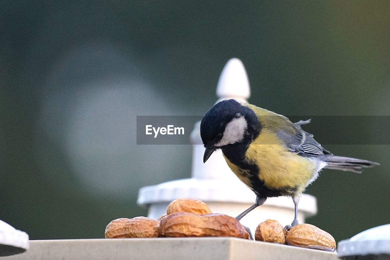 Close-up of great tit by peanuts on retaining wall