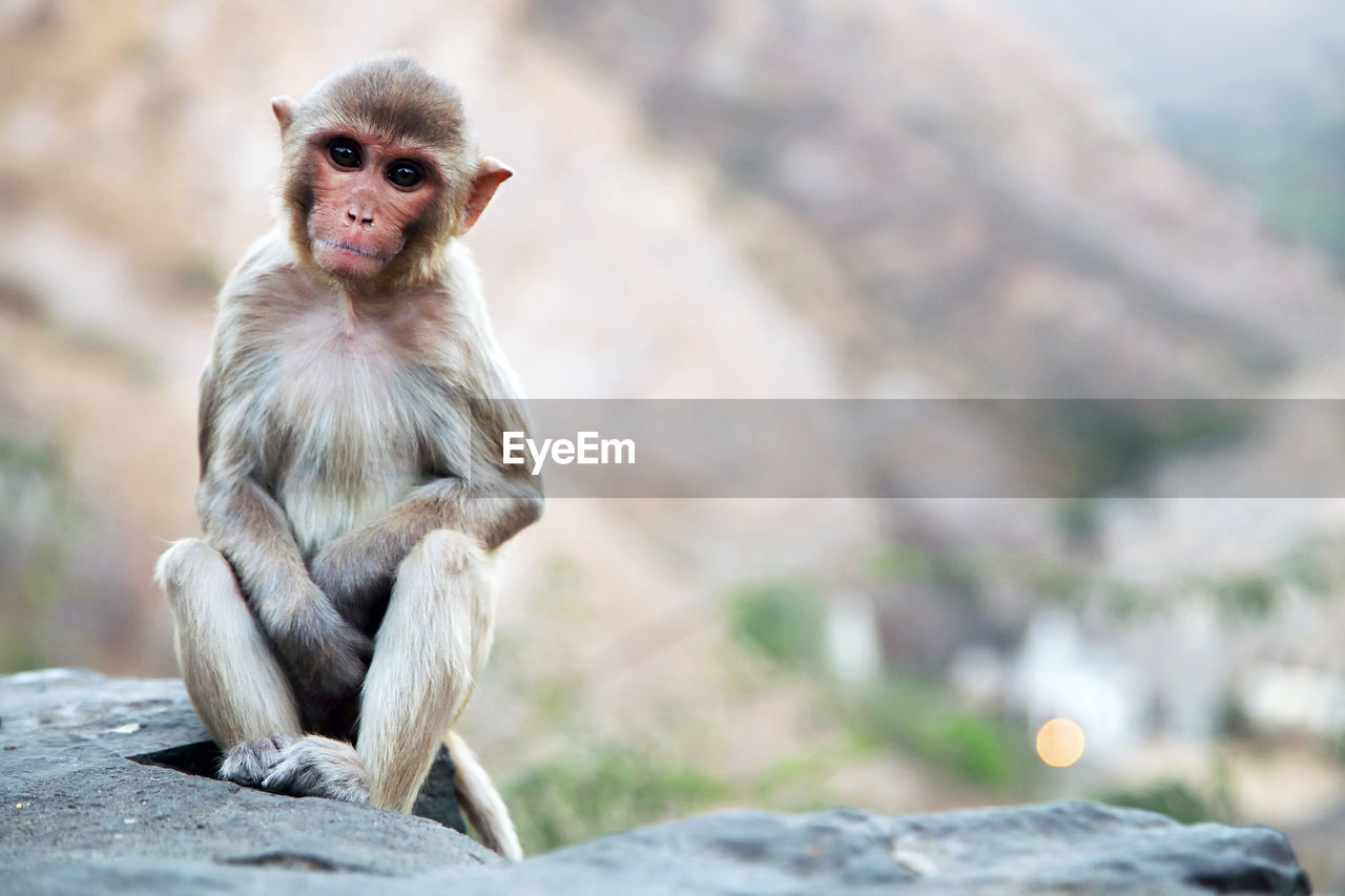 Monkey sitting on rock at temple