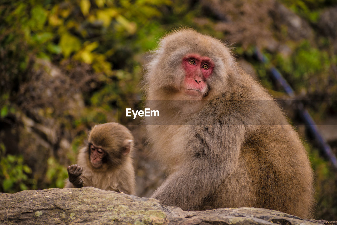 MONKEYS SITTING ON ROCK AGAINST BLURRED BACKGROUND