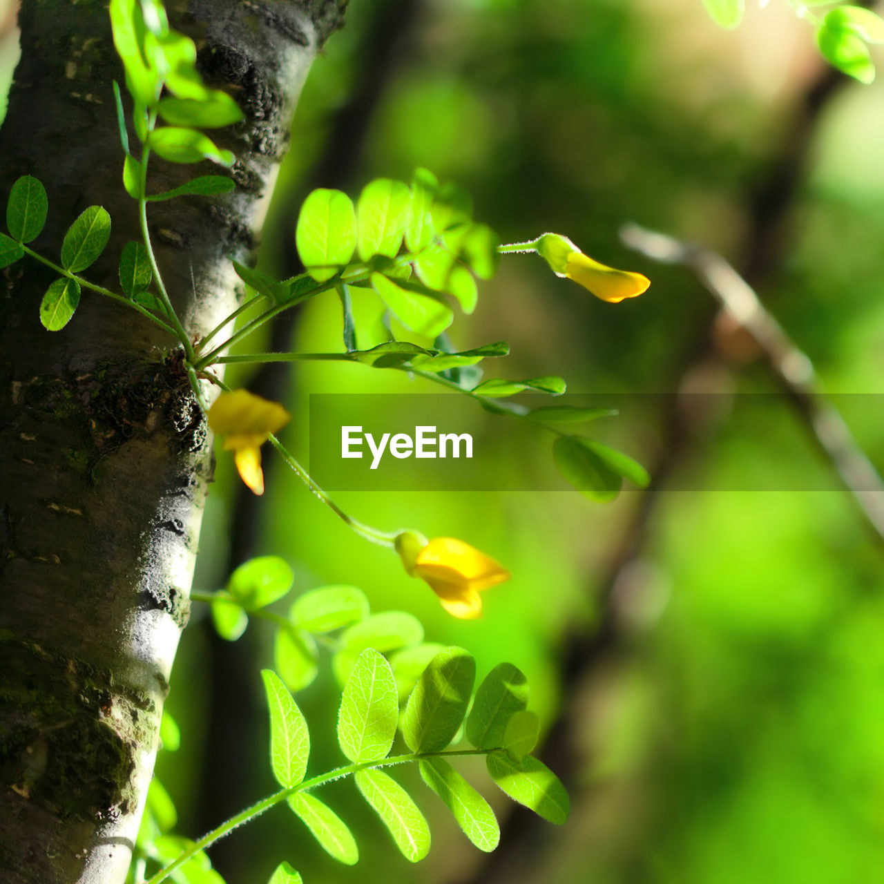 CLOSE-UP OF YELLOW LEAVES ON TREE TRUNK