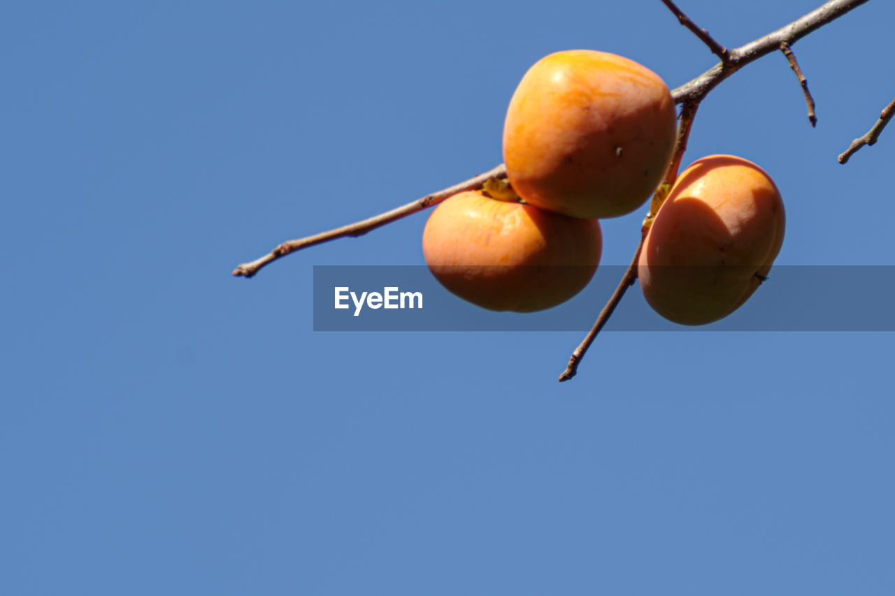 LOW ANGLE VIEW OF ORANGES AGAINST CLEAR BLUE SKY