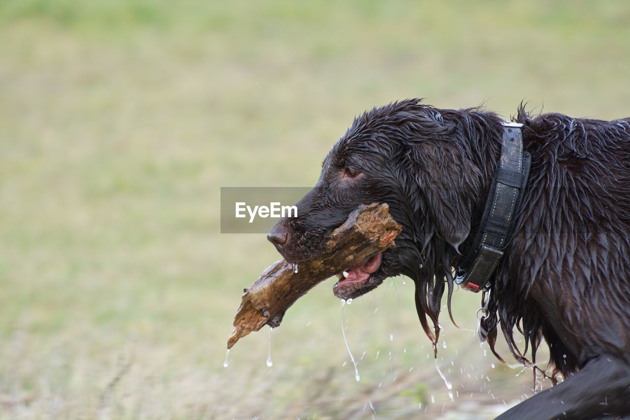 Side view of dog holding stick in mouth