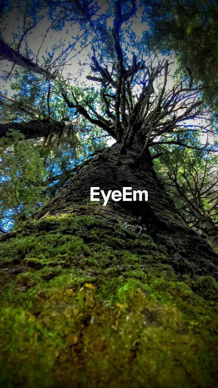 LOW ANGLE VIEW OF TREES AGAINST SKY