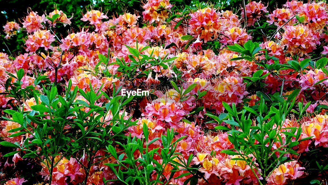 RED FLOWERS BLOOMING IN PARK