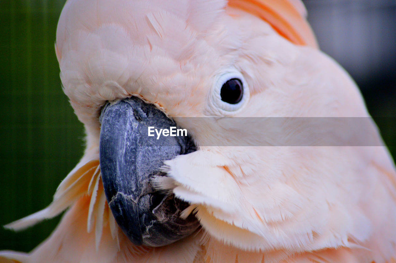 CLOSE-UP OF PARROT IN NEST