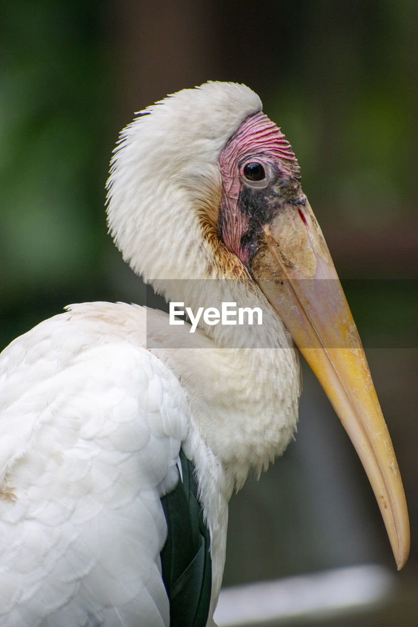 Close-up of a bird