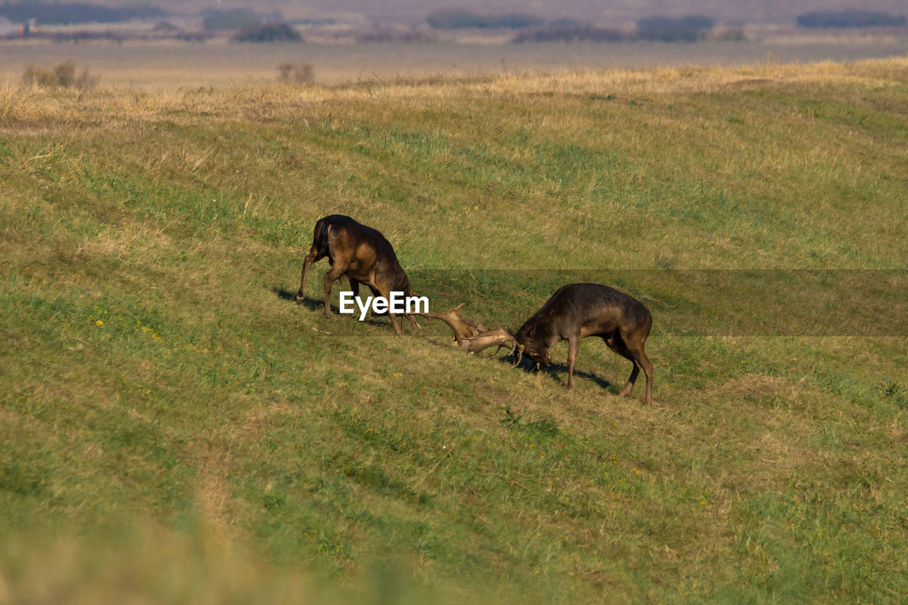 Wild deer dama dama fighting in summer, in their natural habitat.
