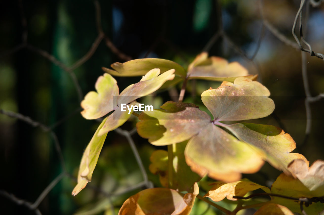 CLOSE-UP OF WHITE FLOWERING PLANTS