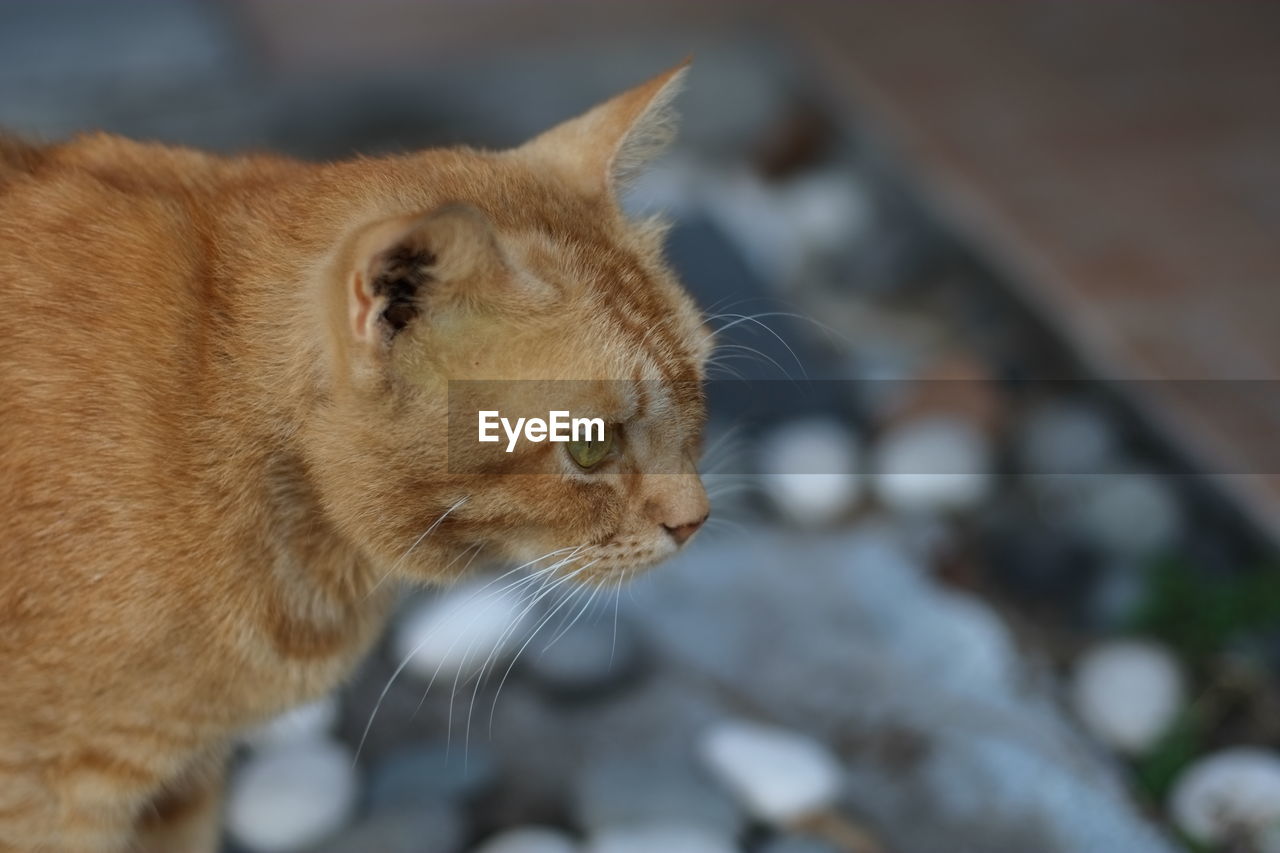 Close-up of ginger cat standing outdoors