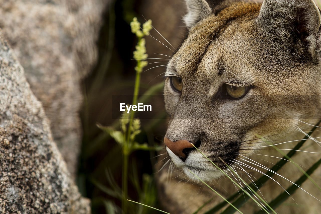 Close-up of puma looking away