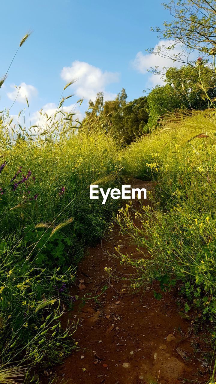 PLANTS GROWING ON FIELD