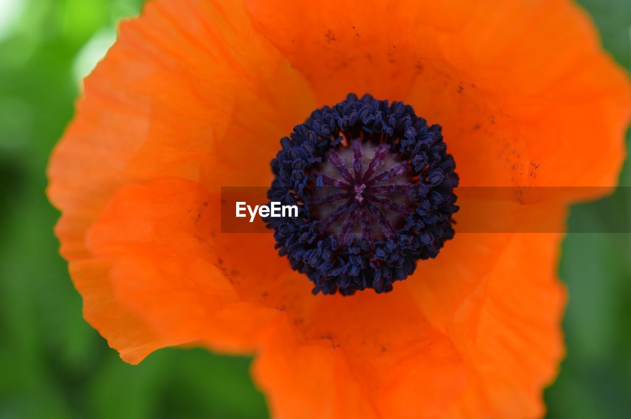 CLOSE-UP OF ORANGE FLOWERS BLOOMING OUTDOORS