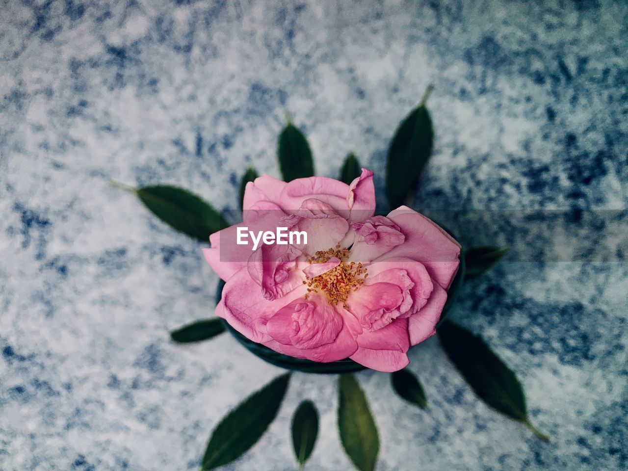 Close-up of pink rose