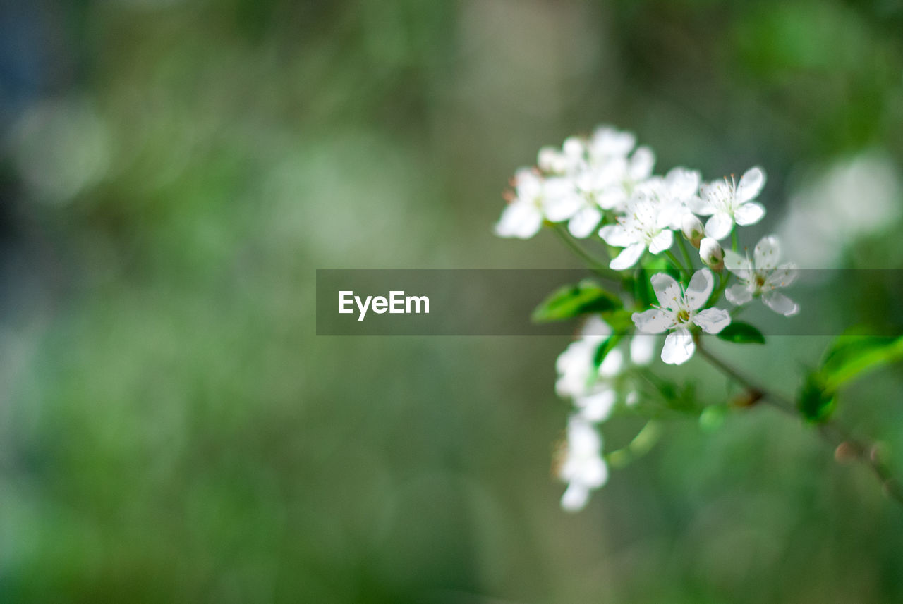 Close-up of small white flowers