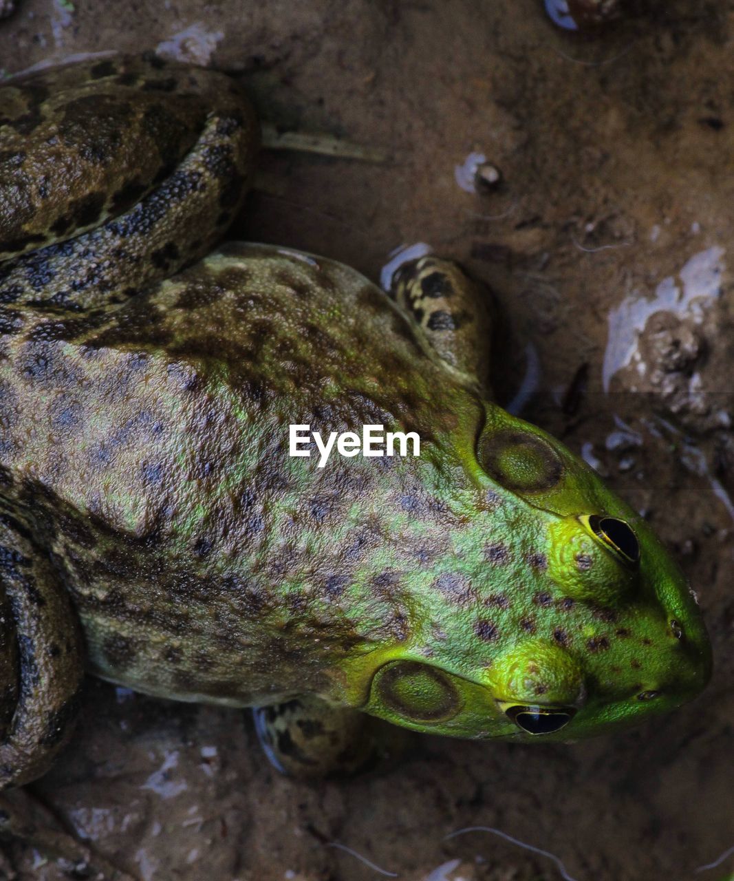 High angle view of frog in mud