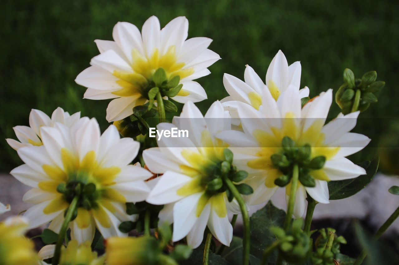 CLOSE-UP OF WHITE FLOWERS