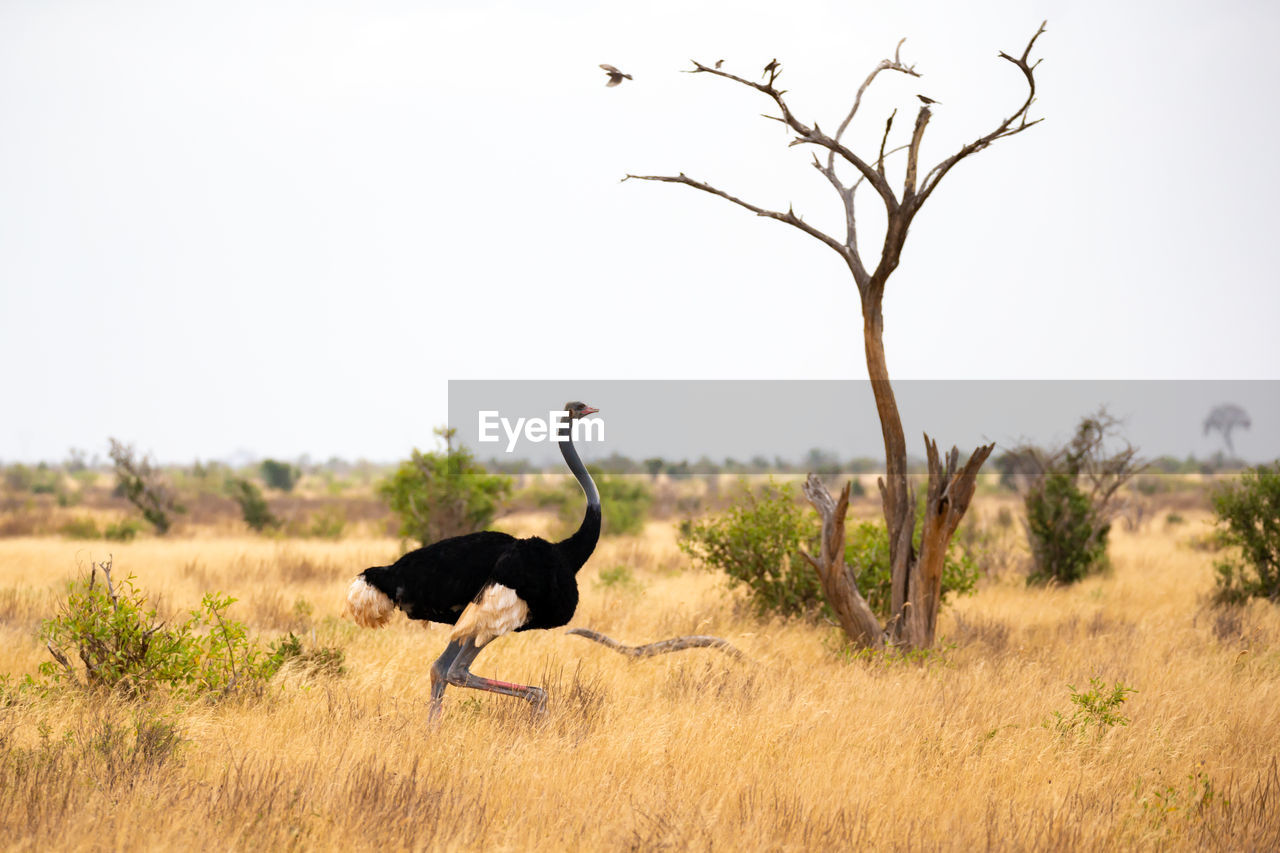 An ostrich in the landscape of the savannah in kenya