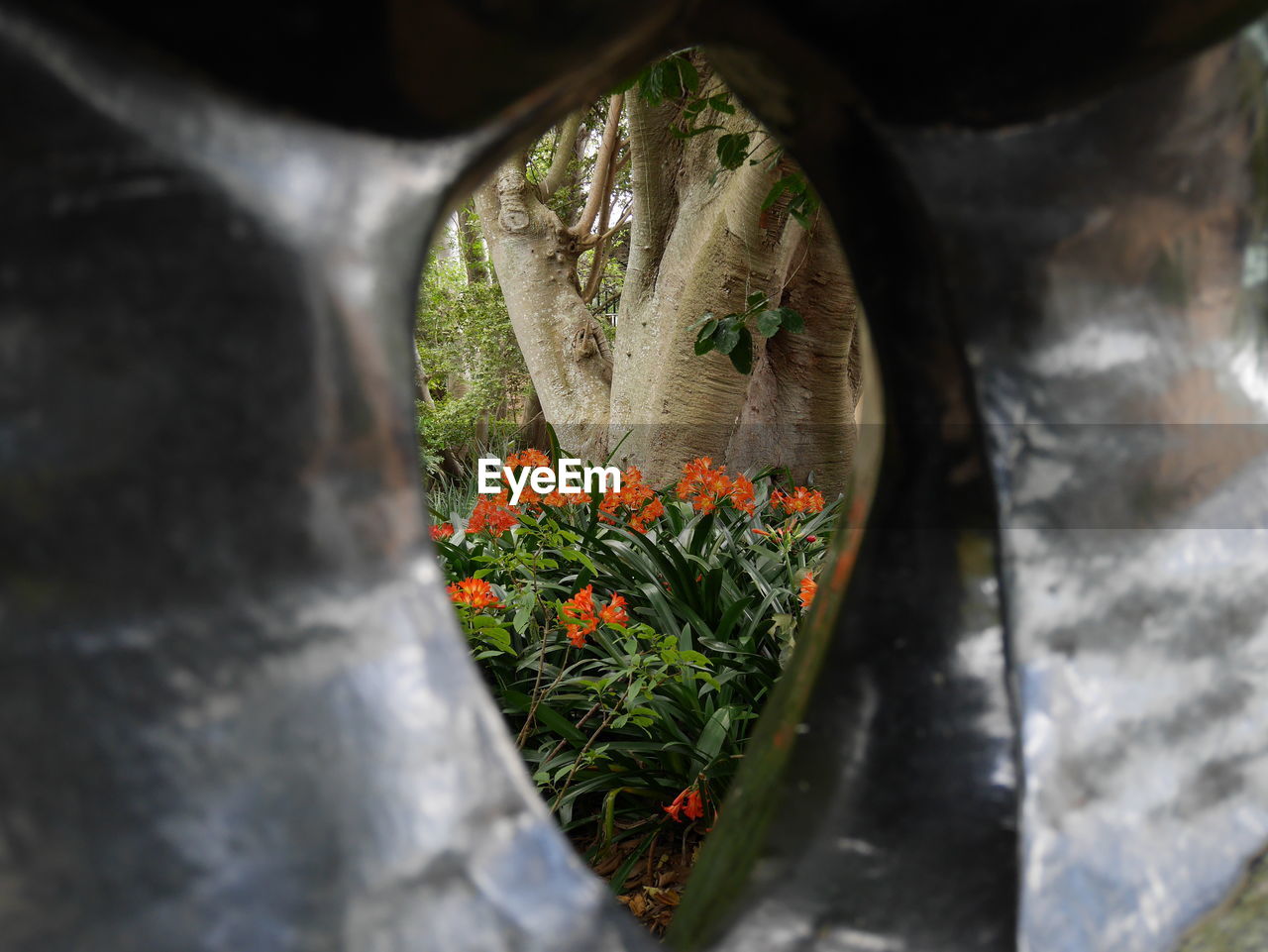 CLOSE-UP OF FLOWERS BY PLANT