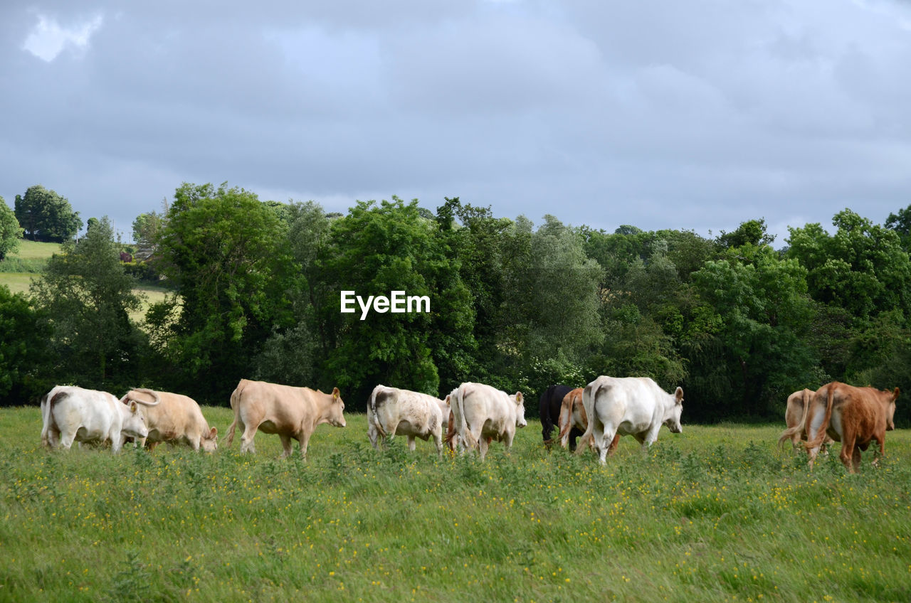 COWS GRAZING ON FIELD AGAINST TREES