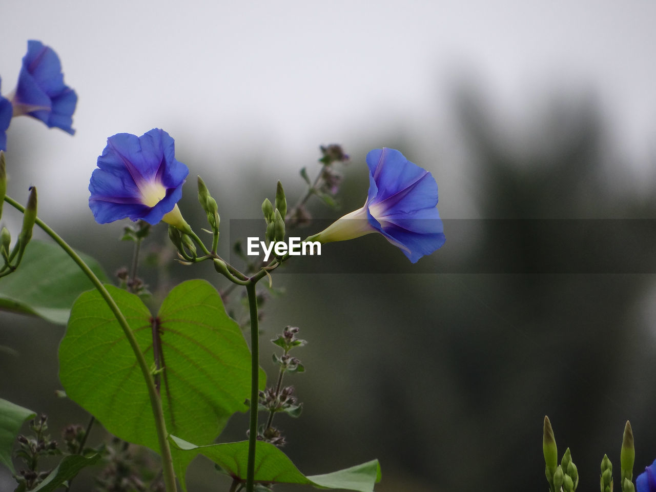 Close-up of purple flowering plant