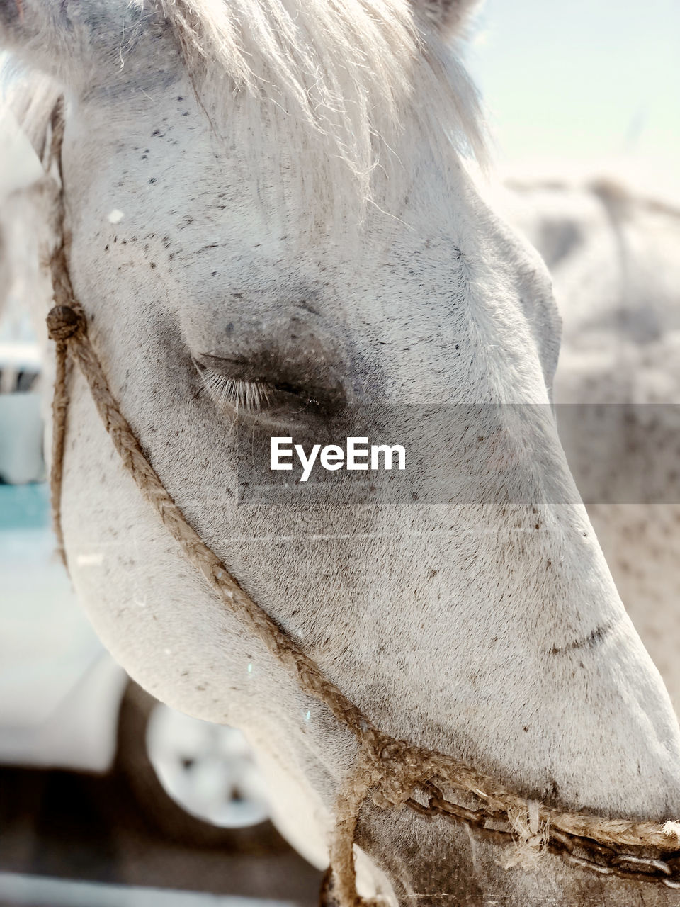 Close-up of horse standing outdoors