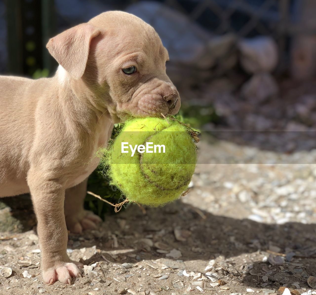 PORTRAIT OF A DOG ON FIELD