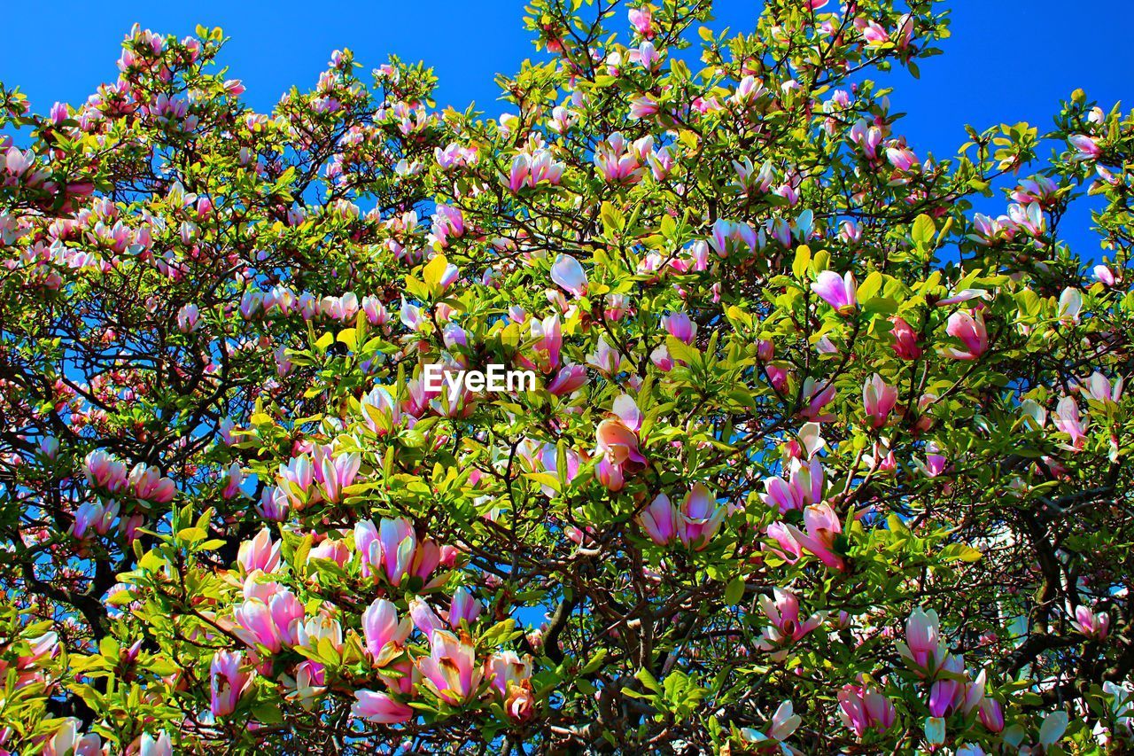 Low angle view of tree against sky