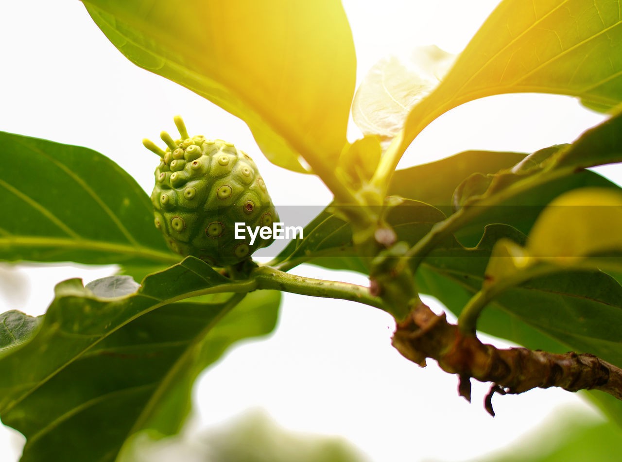 CLOSE-UP OF GREEN LEAVES