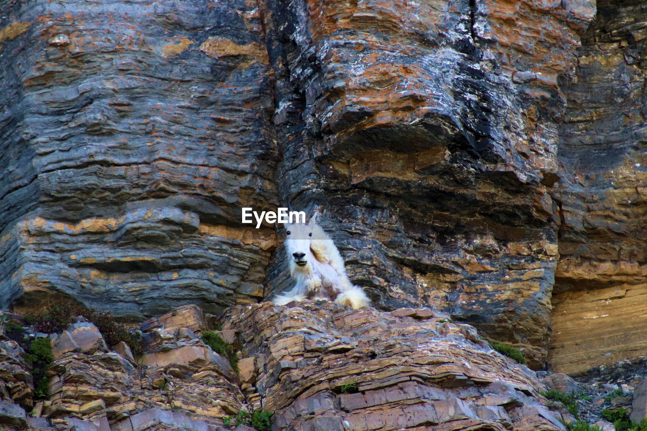 LOW ANGLE VIEW OF TREES ON ROCK