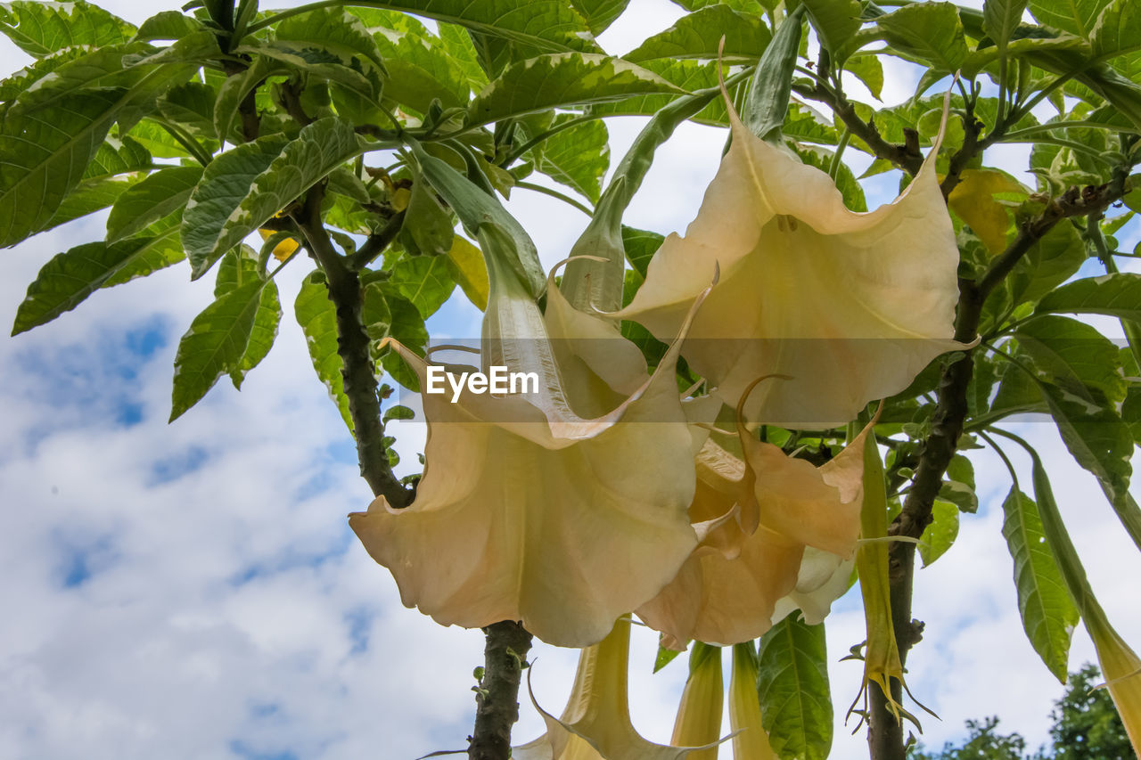 Low angle view of flower tree against sky